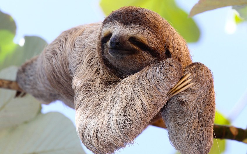 Sloth Tour