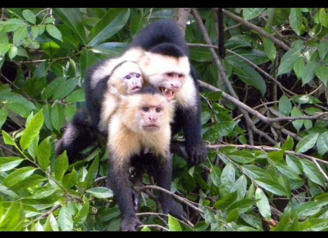 Slide Image