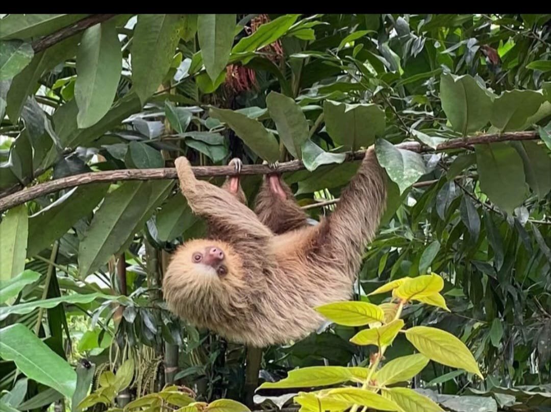Slide Image